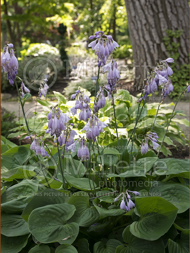 Hosta Heartleaf (Hosta funkia august lily)  1