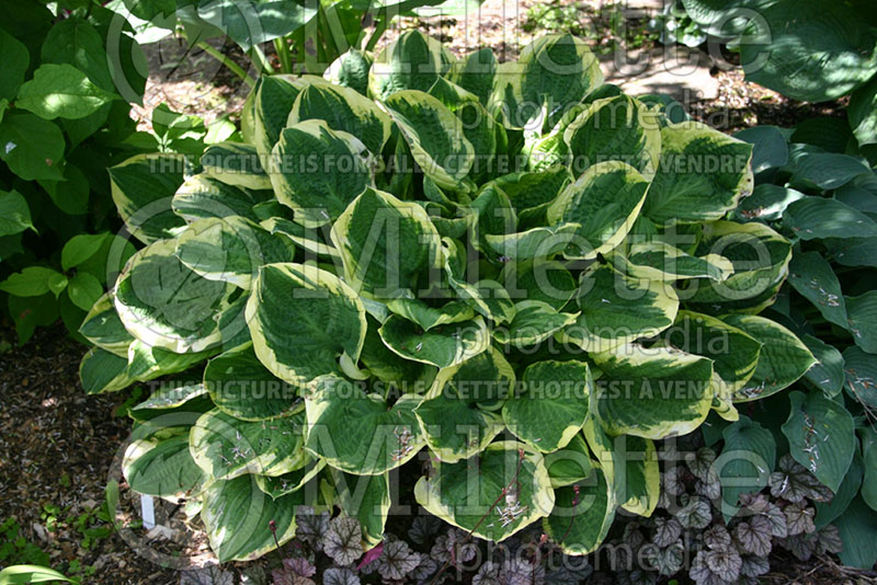 Hosta Heart's Content (Hosta funkia august lily) 1