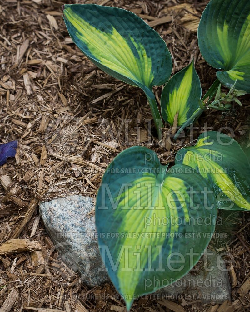 Hosta Heat Wave (Hosta funkia august lily) 1 