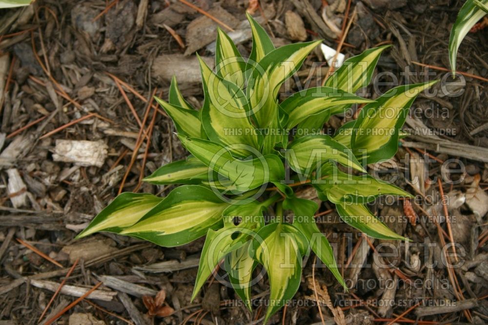 Hosta Hidden Cove (Hosta funkia august lily) 1