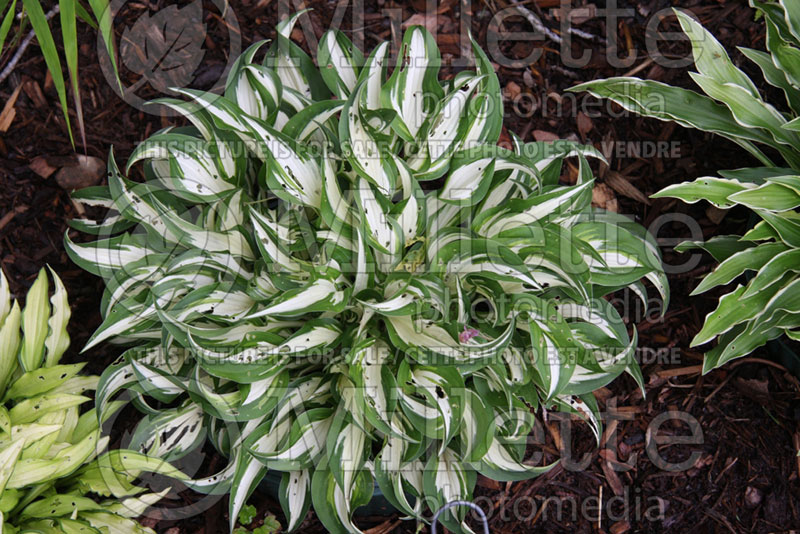 Hosta Hideout (Hosta funkia august lily) 1