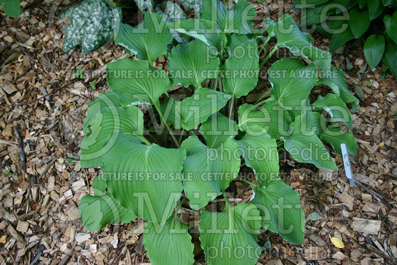 Hosta High Kicker (Hosta funkia august lily) 1