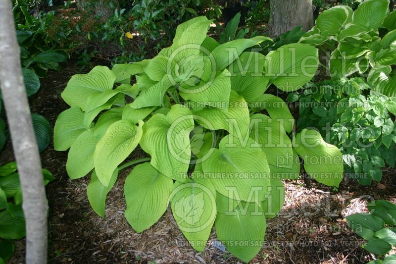 Hosta High Noon (Hosta funkia august lily) 1 