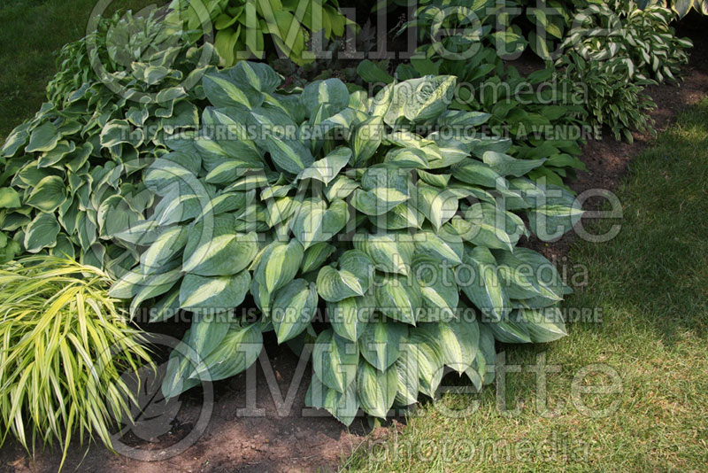 Hosta High Society (Hosta funkia august lily) 1