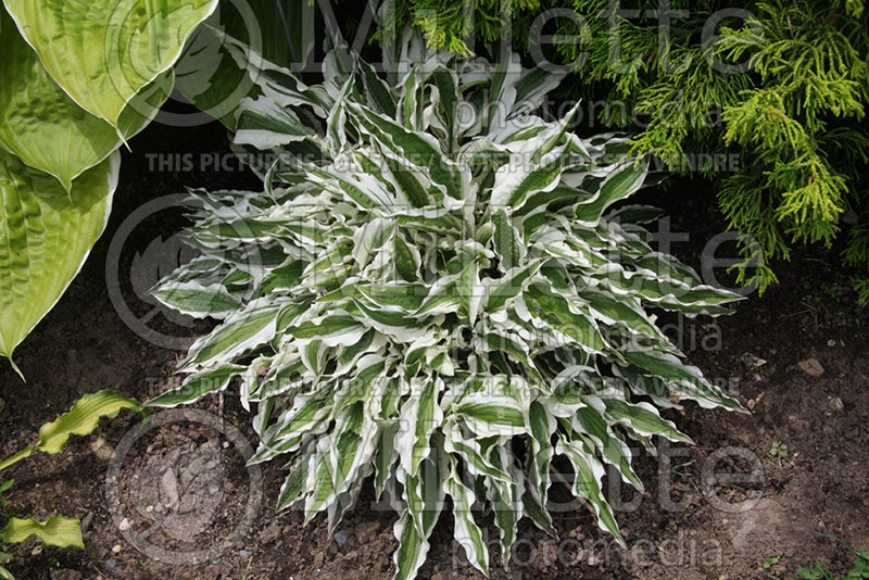 Hosta Hi Ho Silver (Hosta funkia august lily) 1 