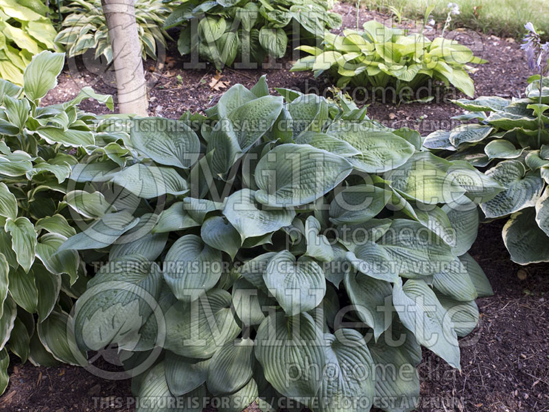 Hosta Hillbilly Blues (Hosta funkia august lily) 2 