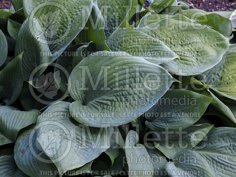 Hosta Hillbilly Blues (Hosta funkia august lily) 3 