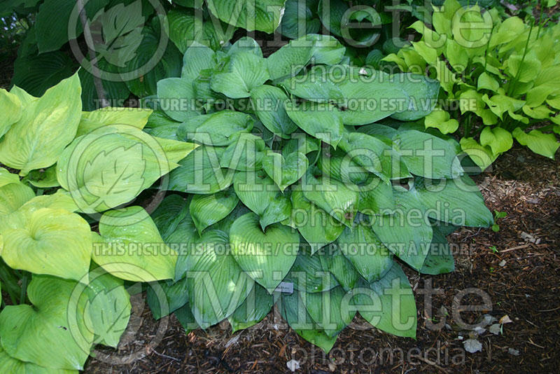 Hosta Hillbilly Blues (Hosta funkia august lily) 1 