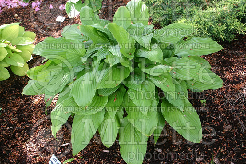 Hosta Hirao Majesty (Hosta funkia august lily) 1 