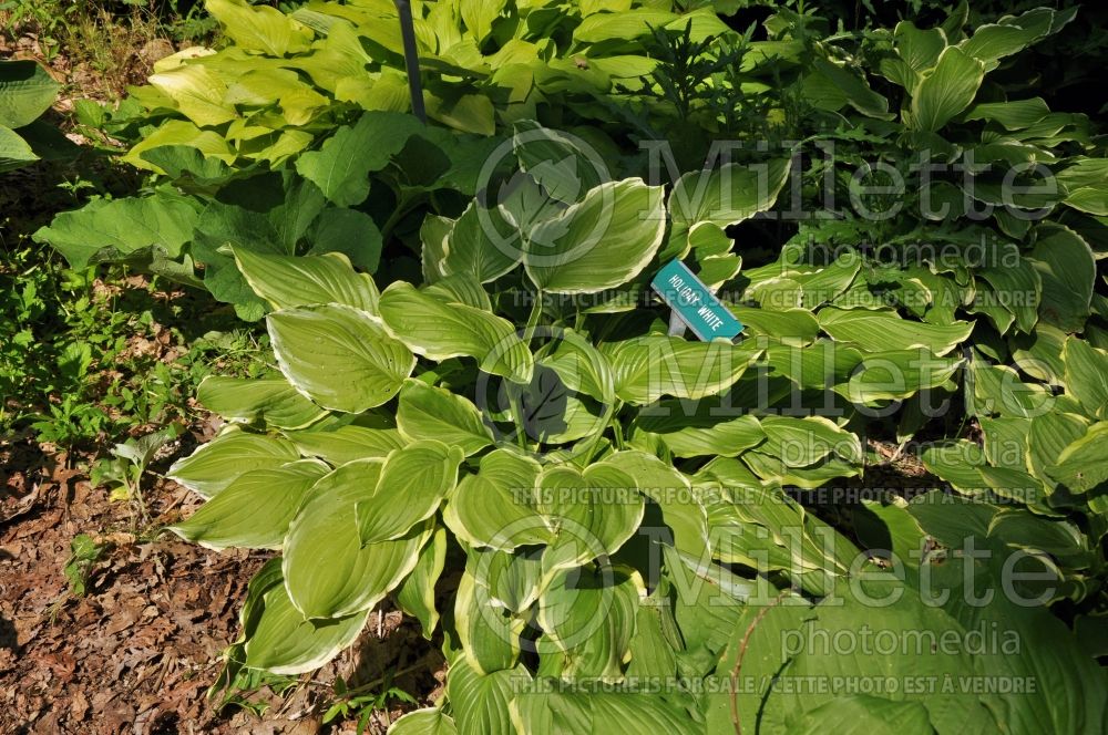 Hosta Holiday White (Hosta funkia august lily)  1