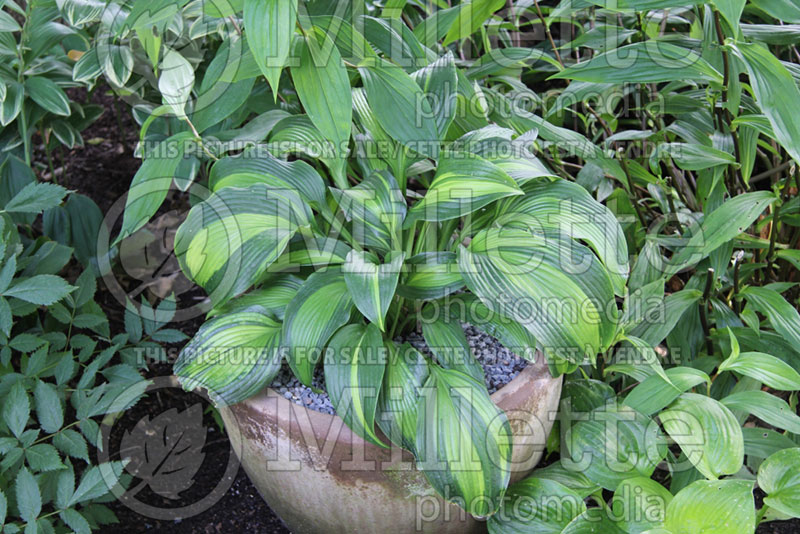 Hosta Hollywood Lights (Hosta funkia august lily) 2 