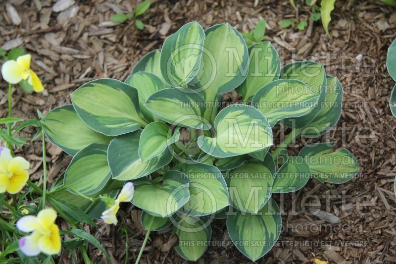 Hosta Holy Mouse Ears (Hosta funkia august lily) 1 