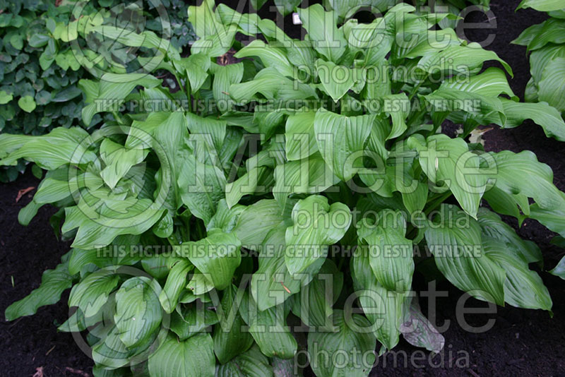 Hosta Honeybells (Hosta funkia august lily) 1