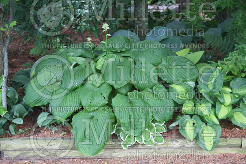 Hosta Hoosier Dome  (Hosta funkia august lily) 1 