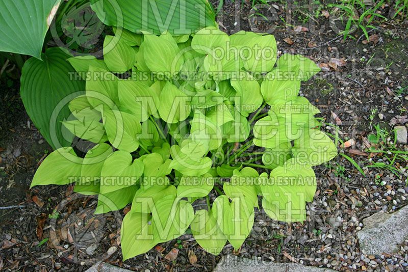 Hosta Hydon Sunset (Hosta funkia august lily) 1