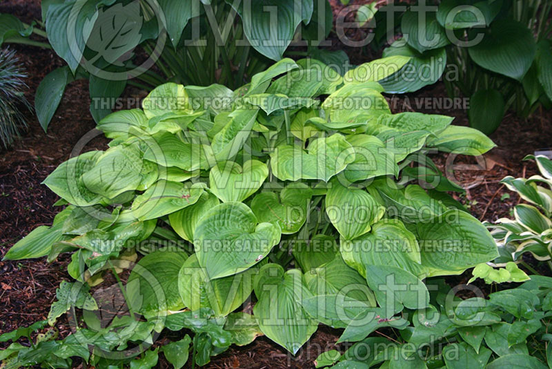 Hosta Indiana Knight (Hosta funkia august lily) 1