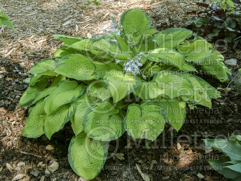 Hosta Inniswood (Hosta funkia august lily) 2