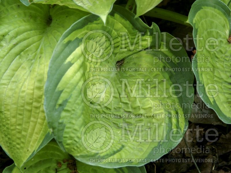 Hosta Inniswood (Hosta funkia august lily) 3