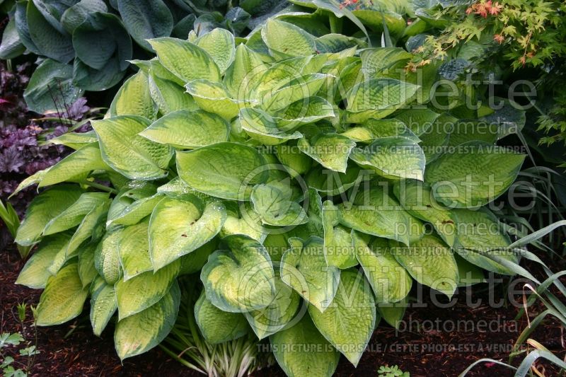 Hosta Inniswood (Hosta funkia) 1