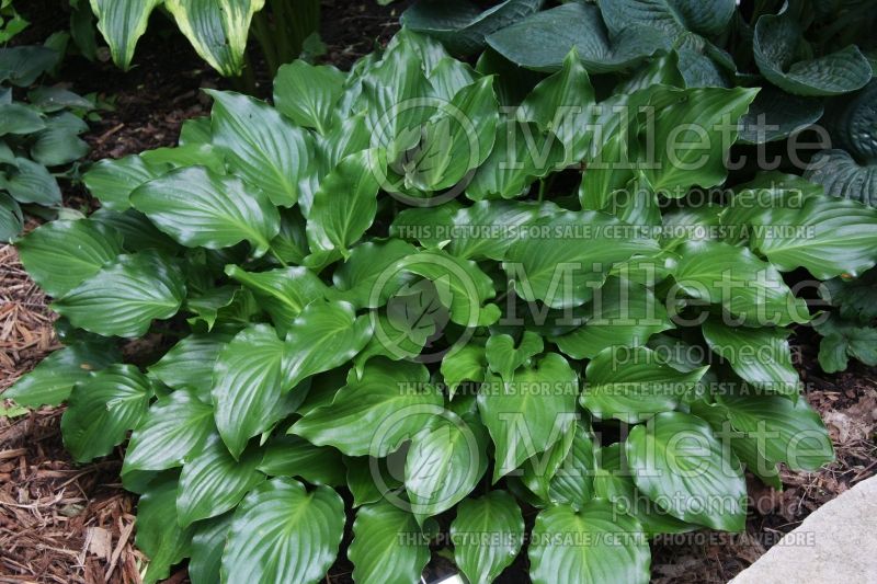 Hosta Invincible (Hosta funkia august lily)  2