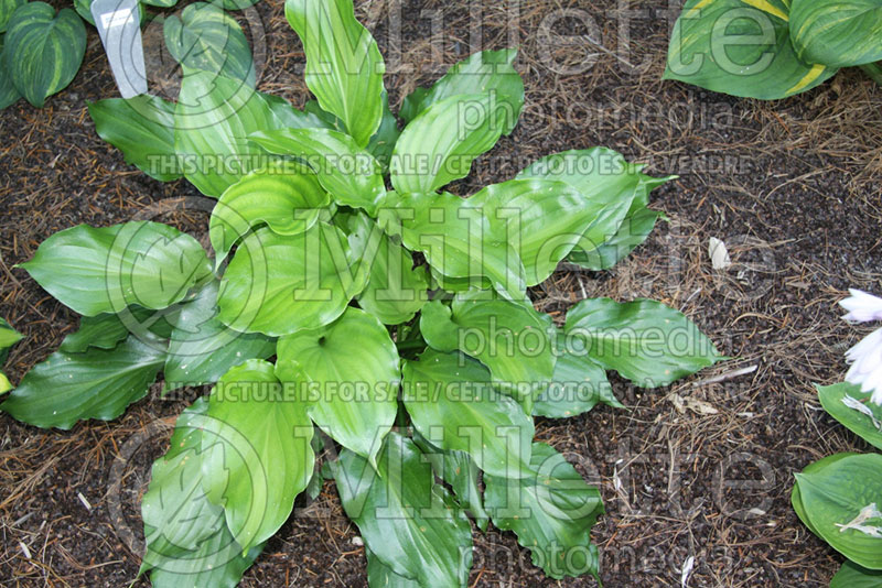 Hosta Irish Luck (Hosta funkia august lily) 1 