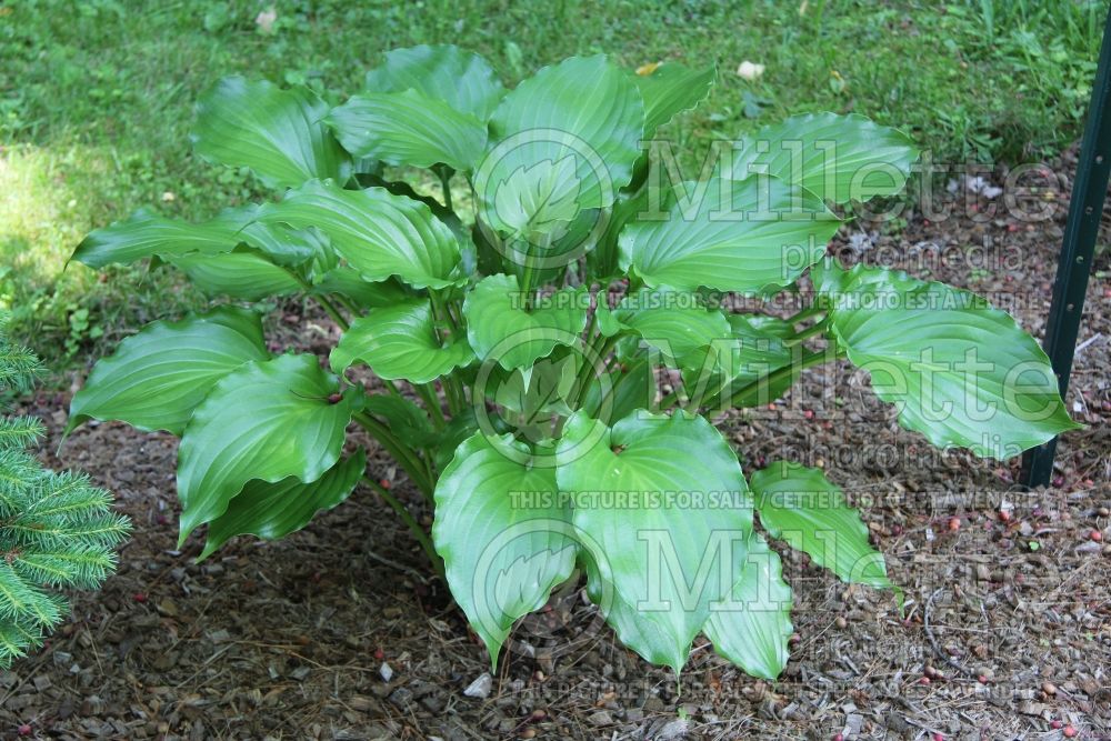 Hosta Irish Luck (Hosta funkia august lily) 2 