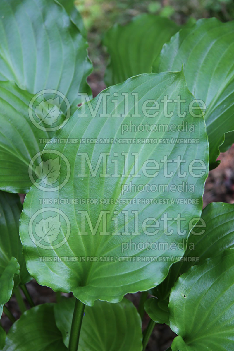 Hosta Irish Luck (Hosta funkia august lily) 3 