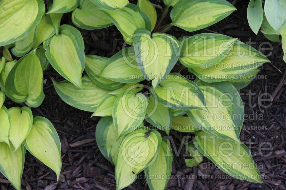 Hosta Island Breeze (Hosta funkia august lily) 1 