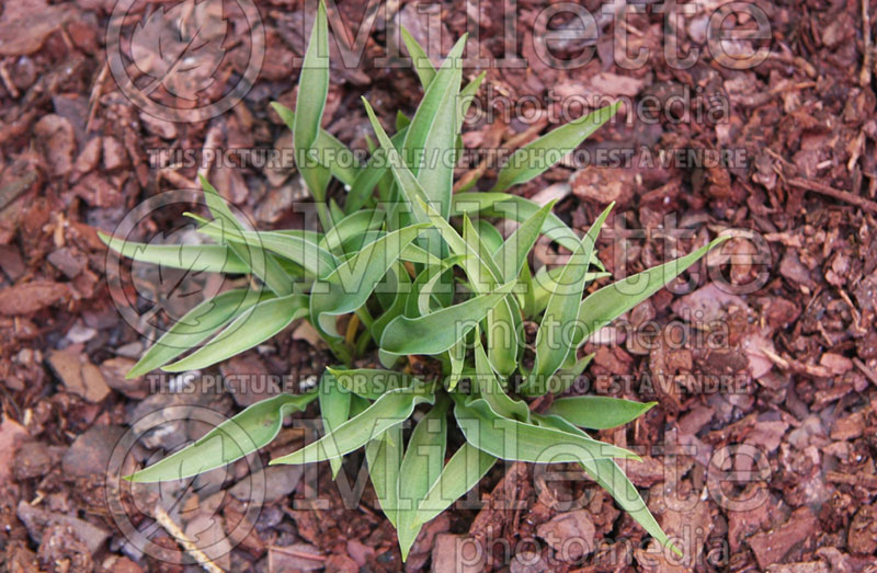 Hosta Itsy Bitsy Spider (Hosta funkia august lily)  1