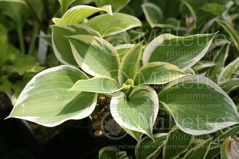 Hosta Ivory Coast (Hosta funkia august lily) 1 