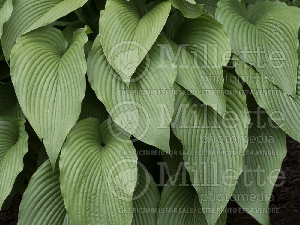 Hosta Jade Cascade (Hosta funkia august lily) 3 