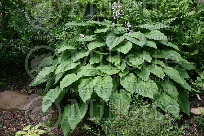 Hosta Jade Cascade (Hosta funkia august lily) 1 