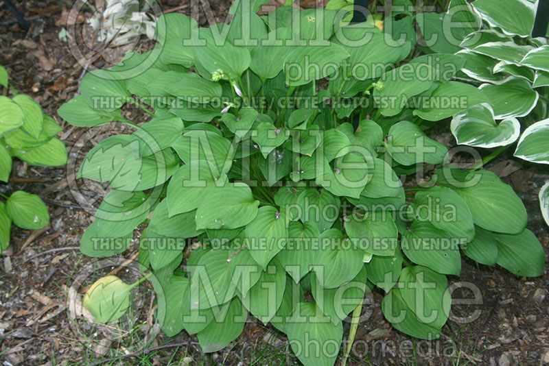 Hosta Jade Scepter (Hosta funkia august lily) 1