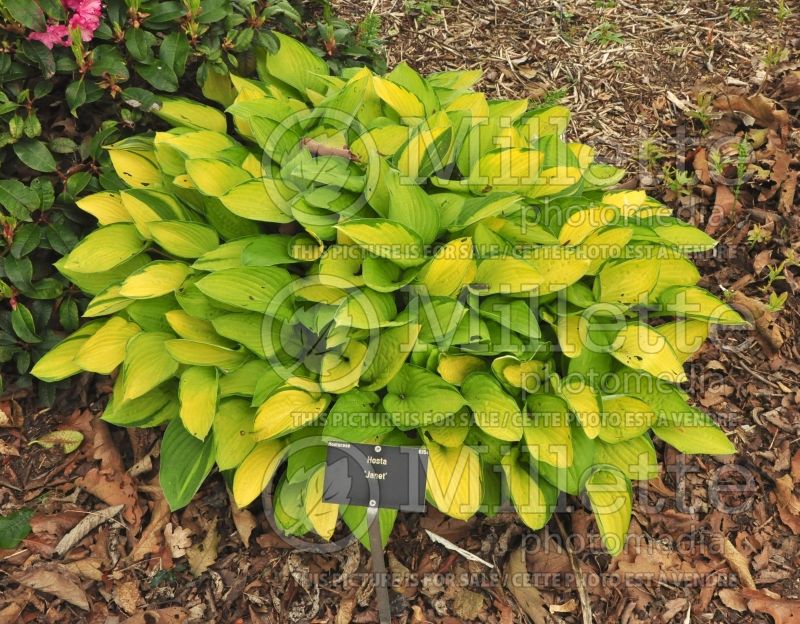 Hosta Janet (Hosta funkia august lily) 1 