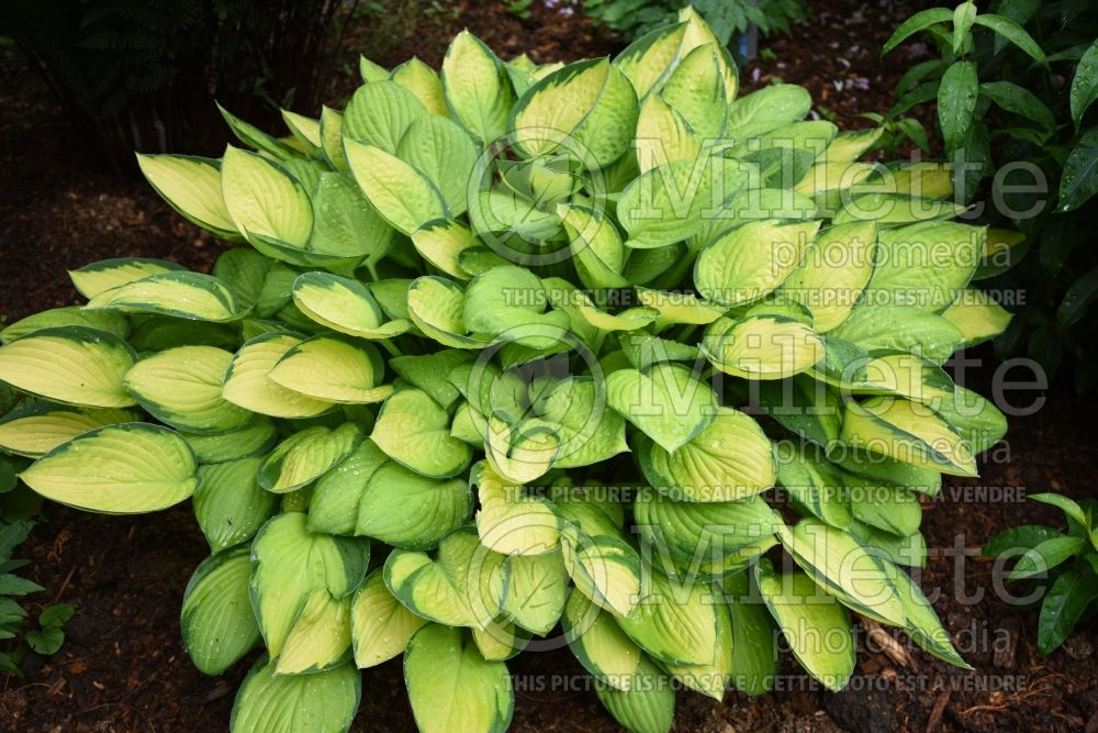 Hosta Janet (Hosta funkia august lily) 3 