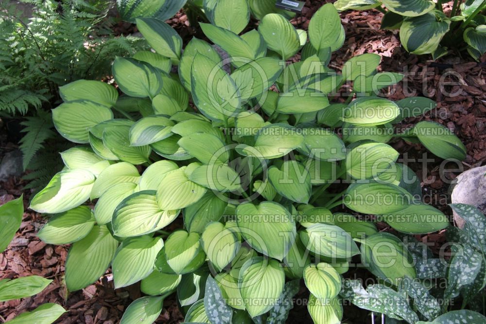 Hosta Janet (Hosta funkia august lily) 2 