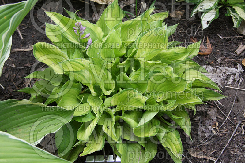 Hosta Jelly Bean (Hosta funkia august lily) 1