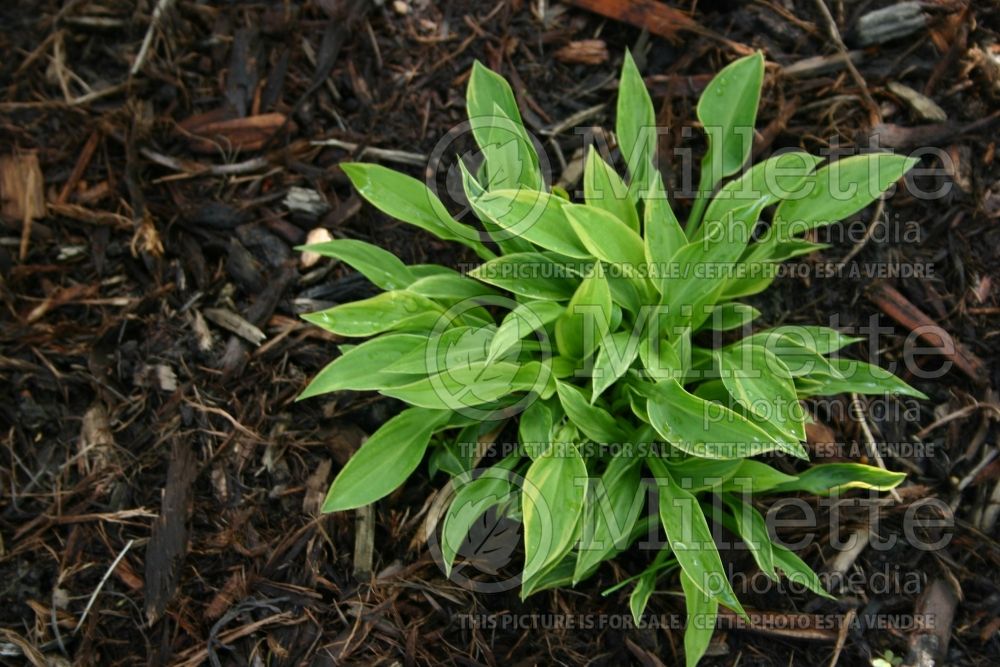 Hosta Jennifer (Hosta funkia august lily) 1