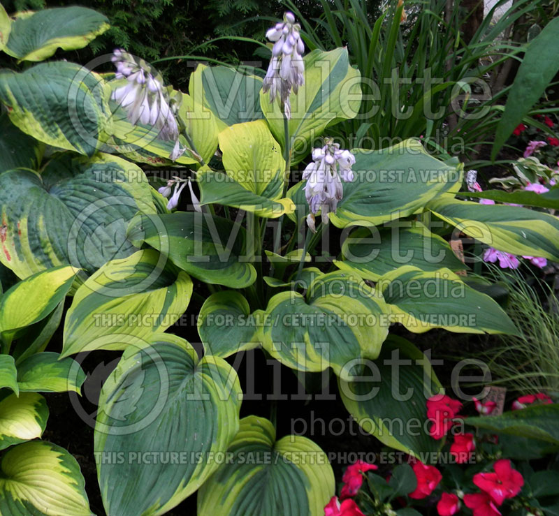 Hosta Jewel Of The Nile (Hosta funkia august lily) 2 