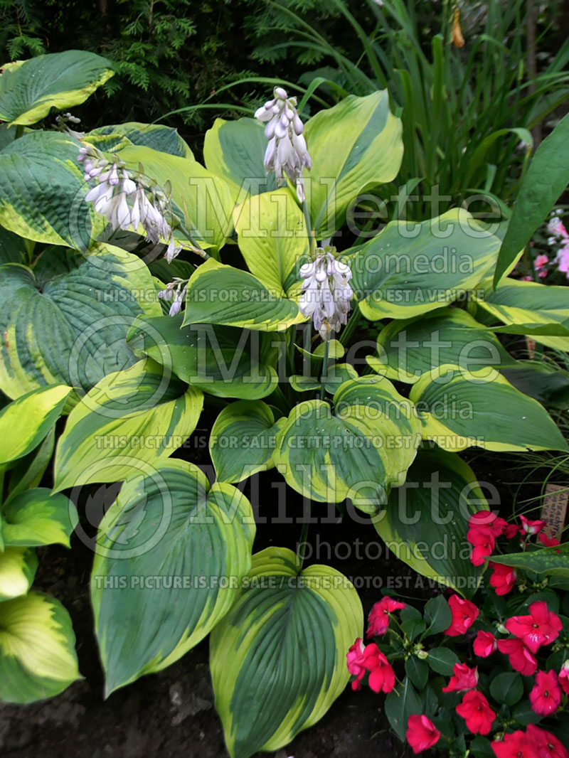 Hosta Jewel Of The Nile (Hosta funkia august lily) 1 