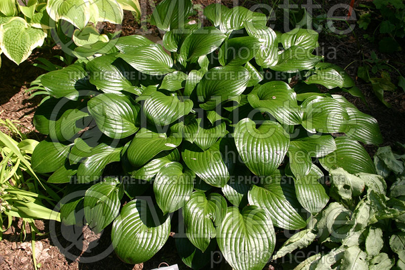 Hosta Joseph (Hosta funkia august lily) 1 