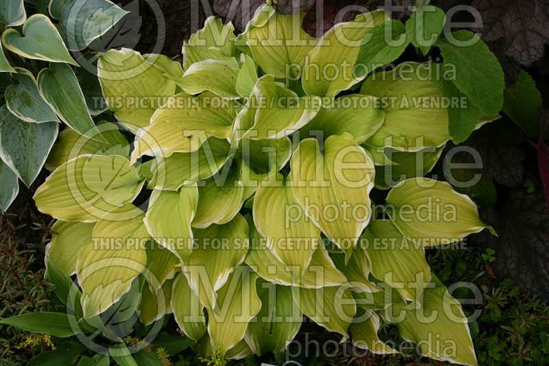 Hosta Joshua's Banner (Hosta funkia august lily) 1 