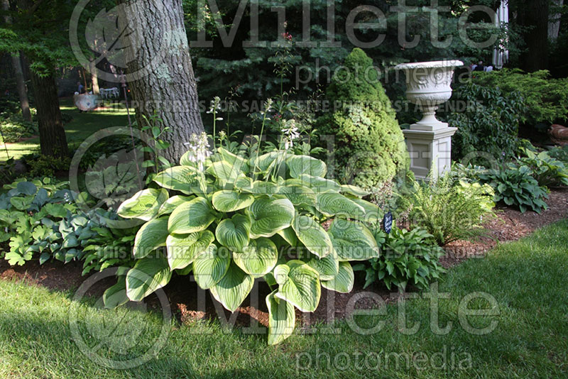 Hosta Jubilation (Hosta funkia august lily) 1