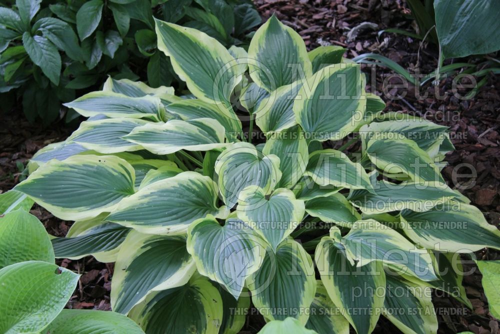 Hosta Jubilee (Hosta funkia august lily) 1 