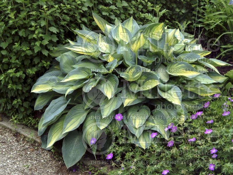 Hosta June (Hosta funkia august lily) 3 