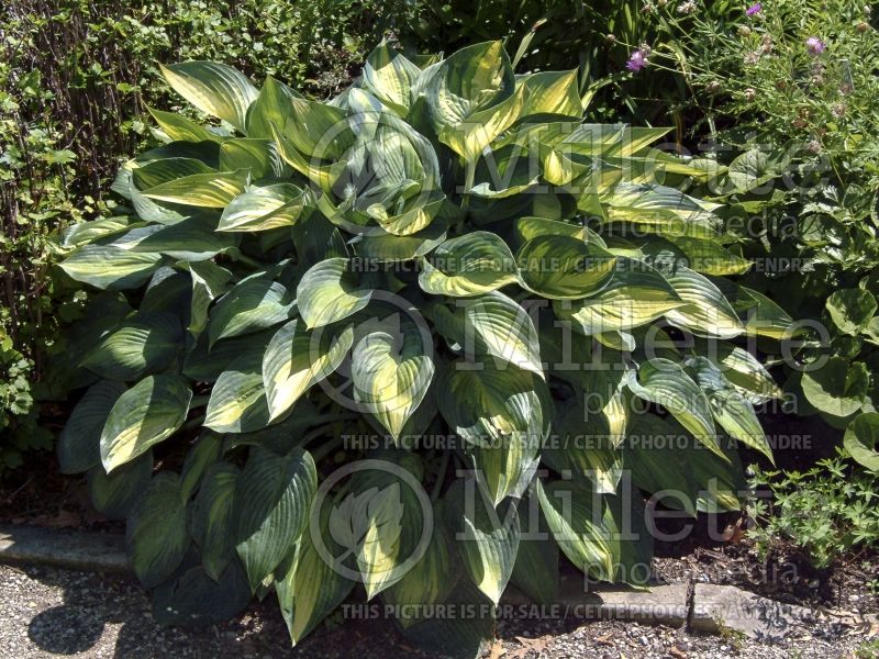 Hosta June (Hosta funkia august lily) 4 