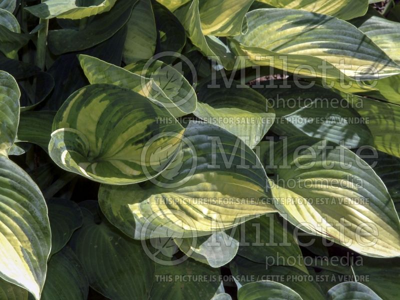 Hosta June (Hosta funkia august lily) 5 