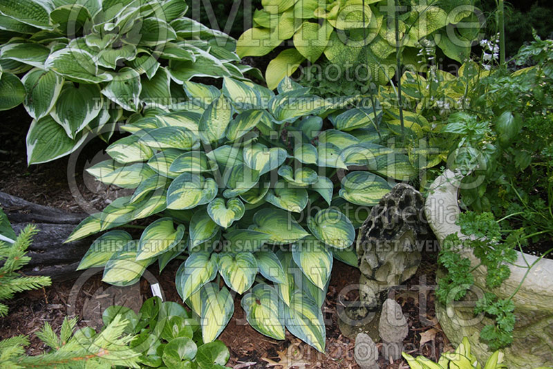 Hosta June (Hosta funkia august lily) 1 