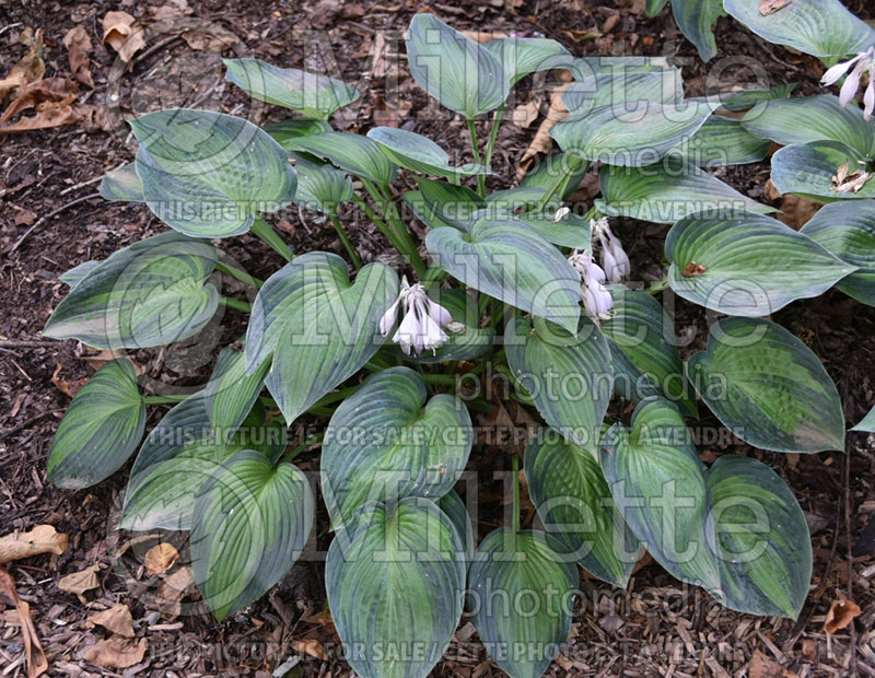 Hosta June (Hosta funkia august lily) 2 