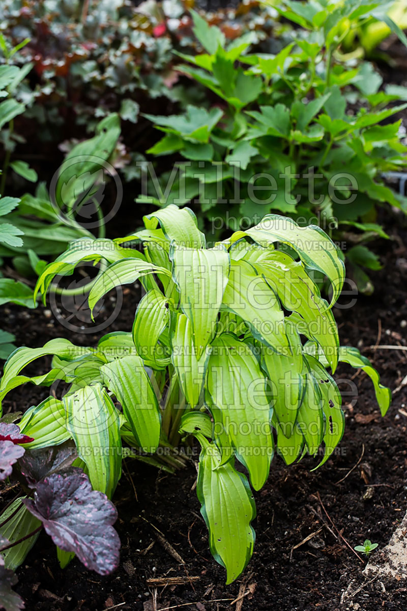 Hosta Kabitan (Hosta funkia august lily) 3 